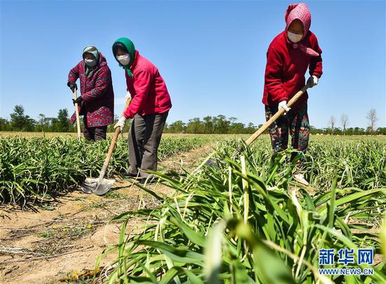  5月11日，农民在山西省大同市云州区西坪镇唐家堡村边的黄花菜地里除草。新华社发（柴婷 摄）