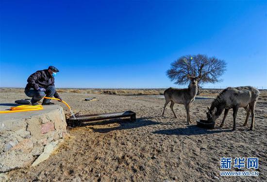 3月13日，在内蒙古锡林郭勒盟苏尼特右旗额仁淖尔苏木的野生动植物救助站，管护员特古斯在饲喂马鹿。 新华社记者 连振 摄